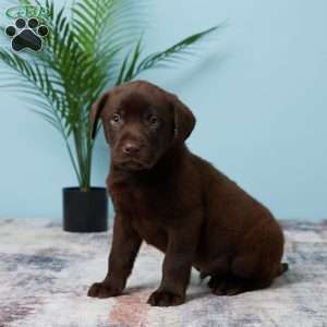 Bouncer, Chocolate Labrador Retriever Puppy